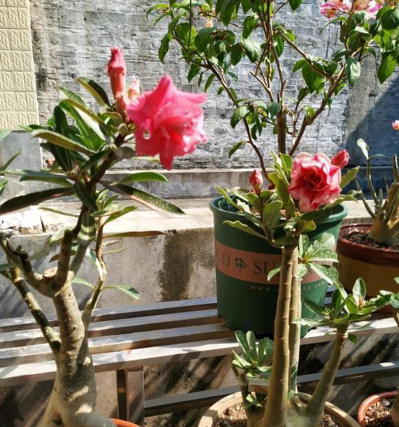 如何养沙漠玫瑰？8成颗粒养，1个月1次水，不烂根，开花多