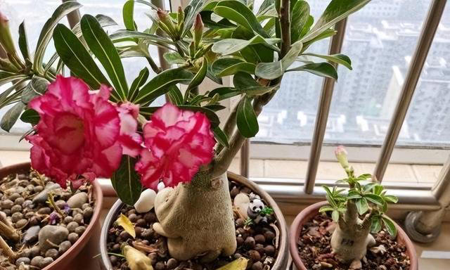 如何养沙漠玫瑰？8成颗粒养，1个月1次水，不烂根，开花多