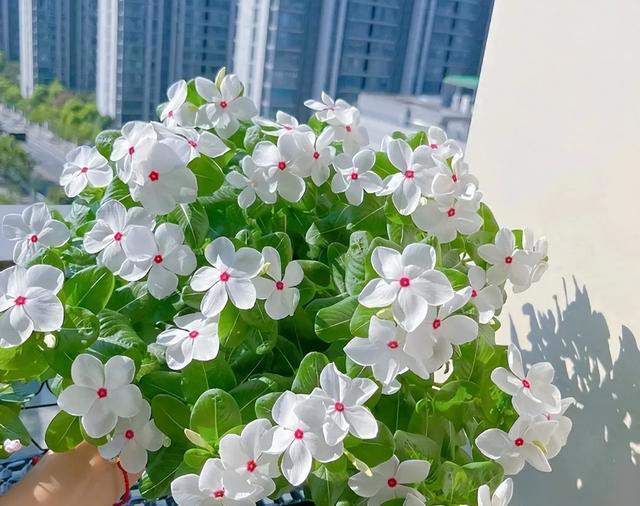 这6种“便宜花”，换个好花盆，立马变成“小盆景”，颜值翻倍