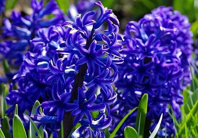 这6种“便宜花”，换个好花盆，立马变成“小盆景”，颜值翻倍