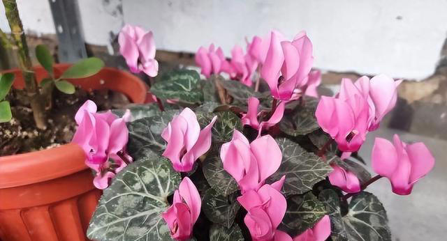 这6种“便宜花”，换个好花盆，立马变成“小盆景”，颜值翻倍