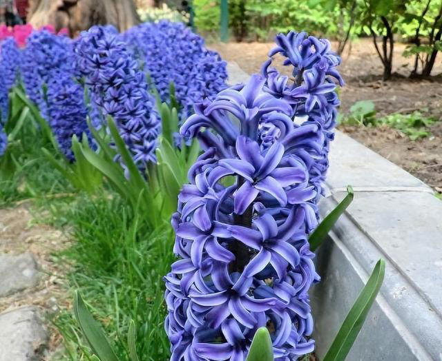 这6种“便宜花”，换个好花盆，立马变成“小盆景”，颜值翻倍