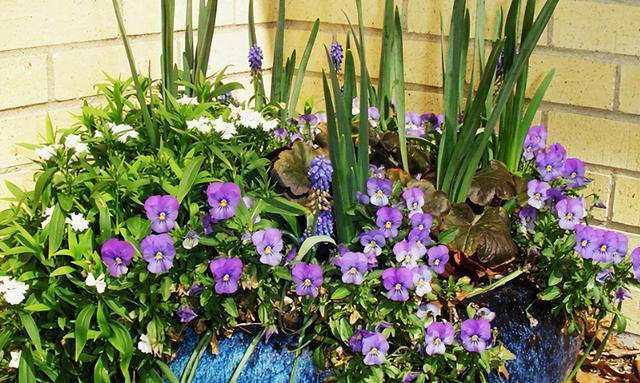 这6种“便宜花”，换个好花盆，立马变成“小盆景”，颜值翻倍