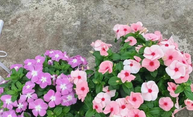 这6种“便宜花”，换个好花盆，立马变成“小盆景”，颜值翻倍