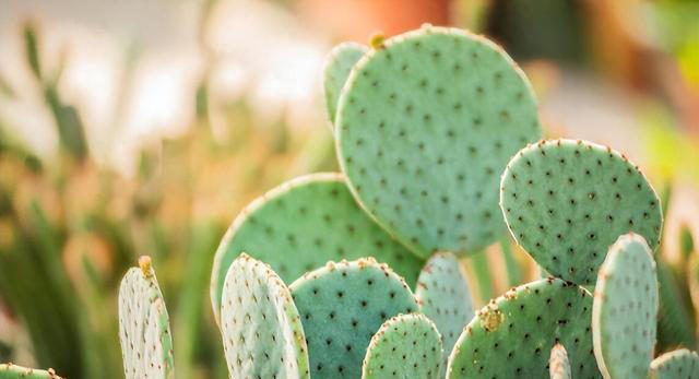 这6种“便宜花”，换个好花盆，立马变成“小盆景”，颜值翻倍