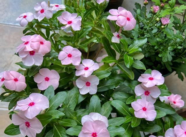 这6种“便宜花”，换个好花盆，立马变成“小盆景”，颜值翻倍