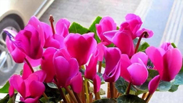 这6种“便宜花”，换个好花盆，立马变成“小盆景”，颜值翻倍