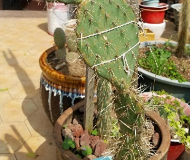 这6种“便宜花”，换个好花盆，立马变成“小盆景”，颜值翻倍