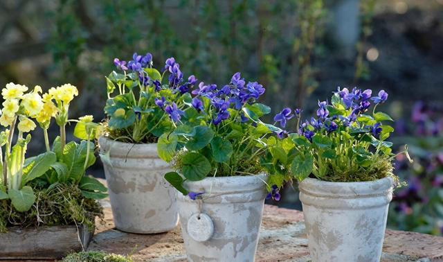 这6种“便宜花”，换个好花盆，立马变成“小盆景”，颜值翻倍