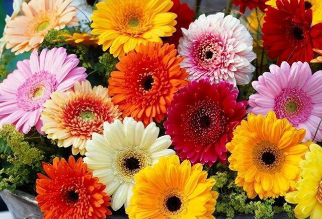 这6种“便宜花”，换个好花盆，立马变成“小盆景”，颜值翻倍