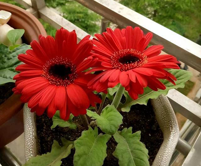 这6种“便宜花”，换个好花盆，立马变成“小盆景”，颜值翻倍