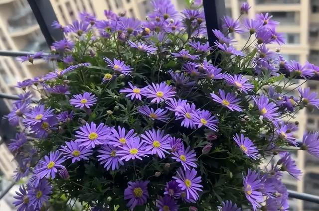 公认的5种开花劳模，沾土就活，颜值在线，养过的都知道，很值