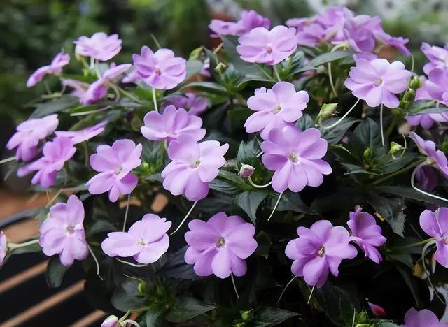 公认的5种开花劳模，沾土就活，颜值在线，养过的都知道，很值