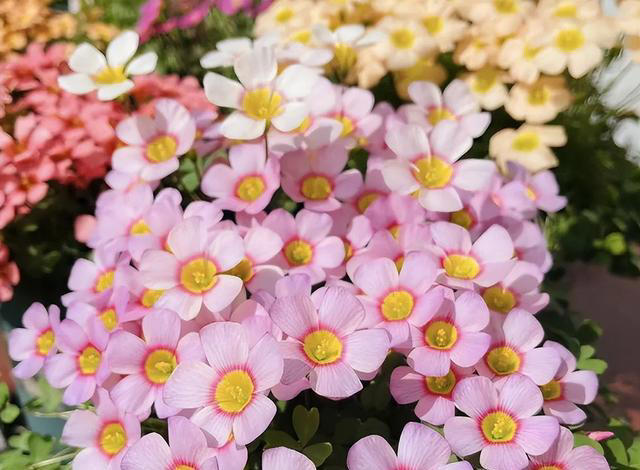 公认的5种开花劳模，沾土就活，颜值在线，养过的都知道，很值