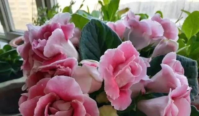 皮实耐阴的5种漂亮花，每一种都美极了，适合新手和小白