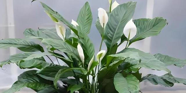 皮实耐阴的5种漂亮花，每一种都美极了，适合新手和小白