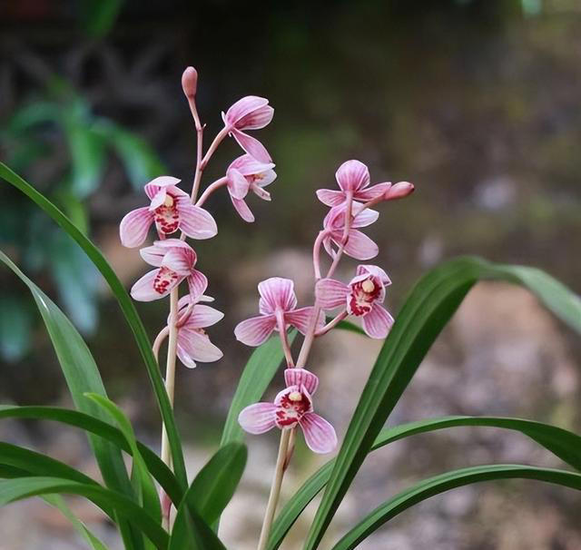 皮实耐阴的5种漂亮花，每一种都美极了，适合新手和小白