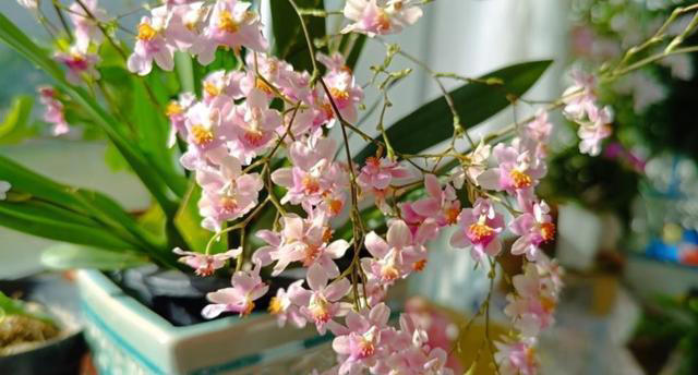 皮实耐阴的5种漂亮花，每一种都美极了，适合新手和小白