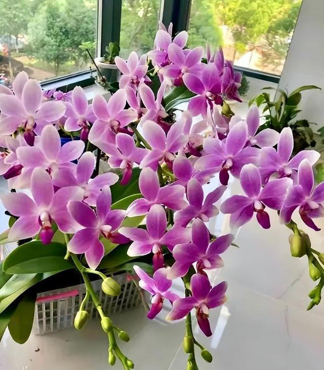 皮实耐阴的5种漂亮花，每一种都美极了，适合新手和小白