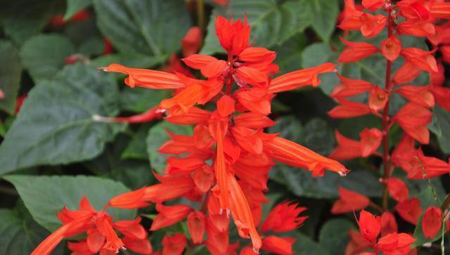 红色的奇异花卉共10种，每一种都足够引人注目！