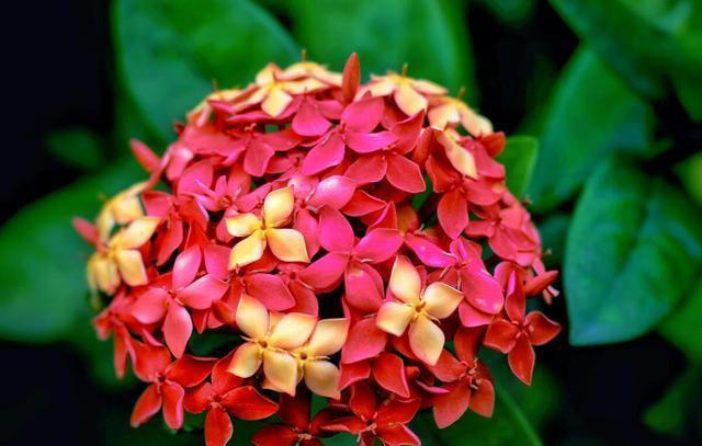 红色的奇异花卉共10种，每一种都足够引人注目！