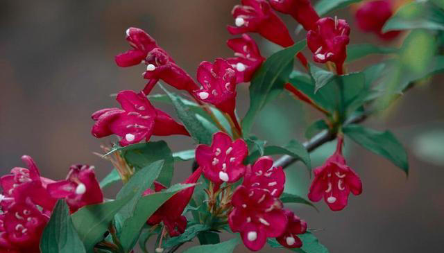 红色的奇异花卉共10种，每一种都足够引人注目！