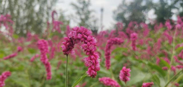 红色的奇异花卉共10种，每一种都足够引人注目！