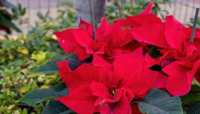 红色的奇异花卉共10种，每一种都足够引人注目！