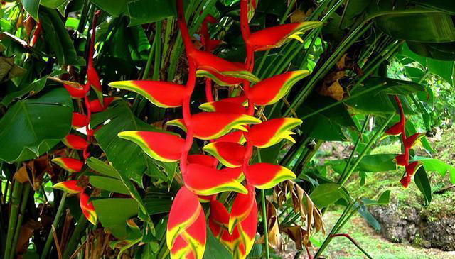 红色的奇异花卉共10种，每一种都足够引人注目！