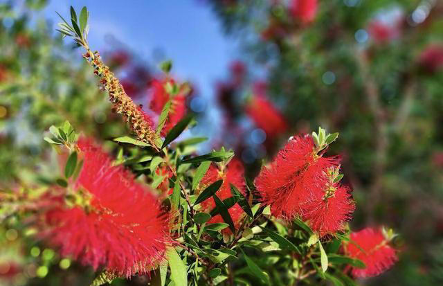红色的奇异花卉共10种，每一种都足够引人注目！