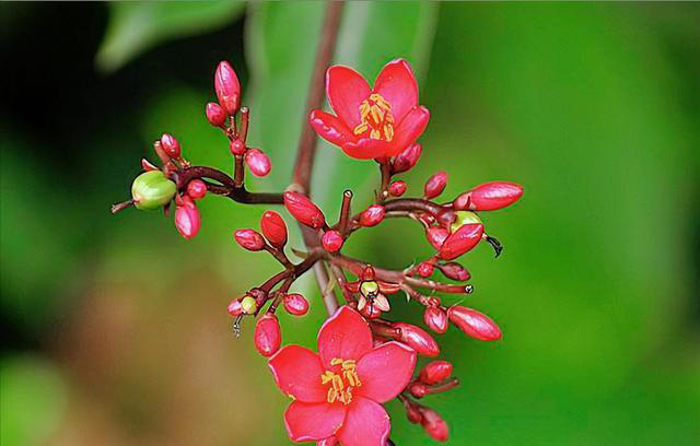 红色的奇异花卉共10种，每一种都足够引人注目！