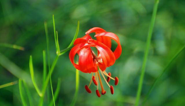 红色的奇异花卉共10种，每一种都足够引人注目！