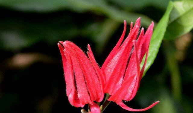 红色的奇异花卉共10种，每一种都足够引人注目！