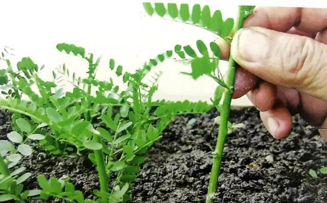 扦插苗盆景繁殖需要注意什么？扦插后如何养护成活率高？