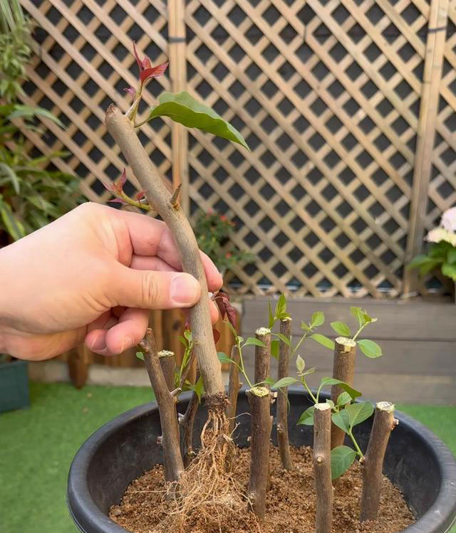 扦插苗盆景繁殖需要注意什么？扦插后如何养护成活率高？