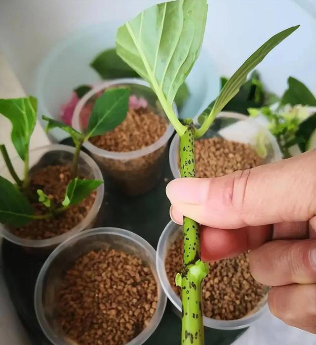 扦插苗盆景繁殖需要注意什么？扦插后如何养护成活率高？