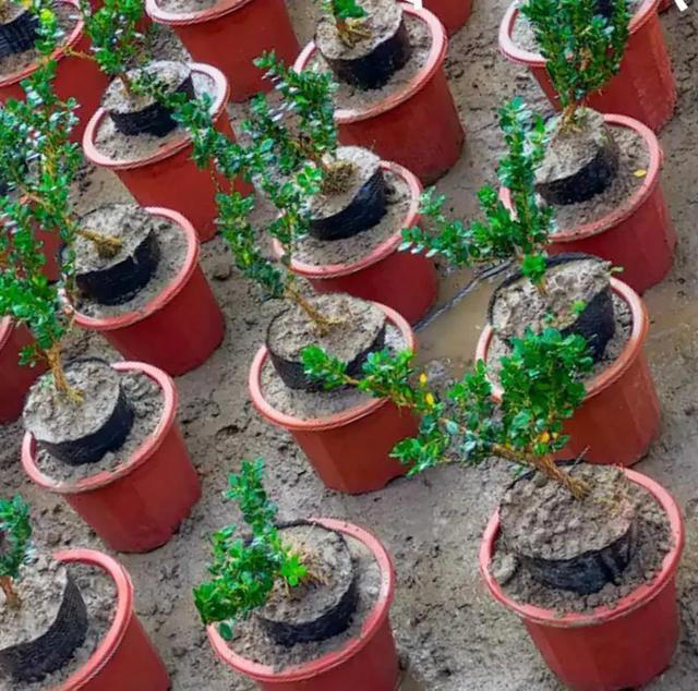 扦插苗盆景繁殖需要注意什么？扦插后如何养护成活率高？