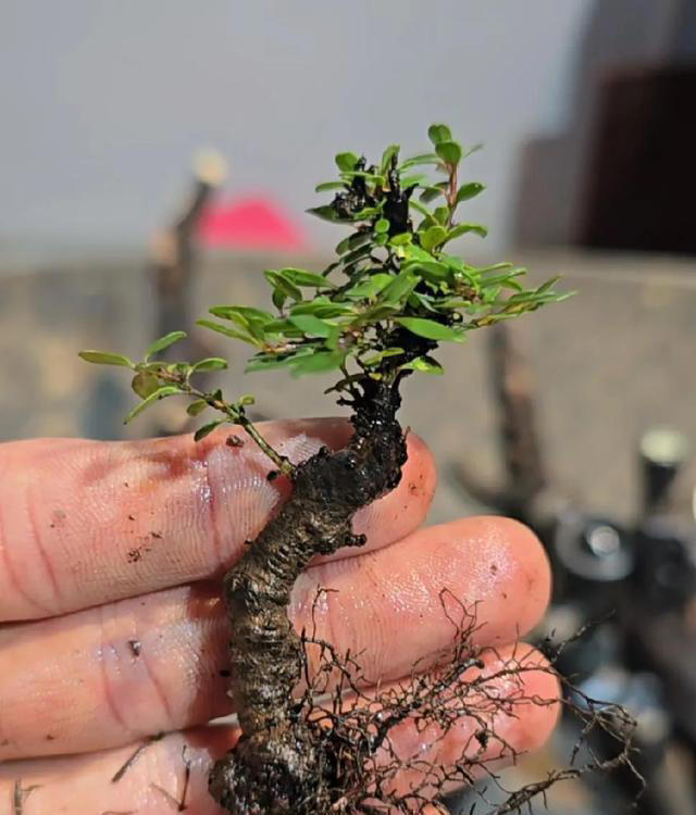 扦插苗盆景繁殖需要注意什么？扦插后如何养护成活率高？