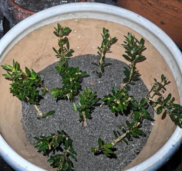 扦插苗盆景繁殖需要注意什么？扦插后如何养护成活率高？