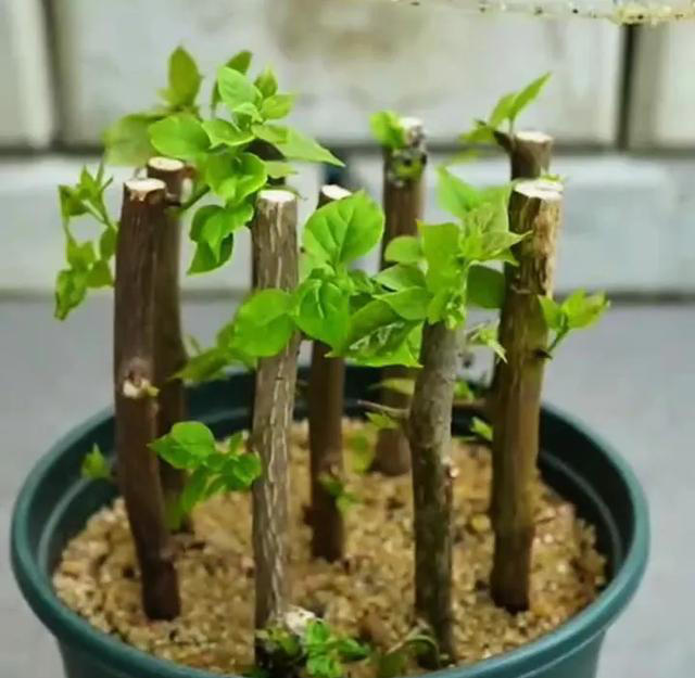 扦插苗盆景繁殖需要注意什么？扦插后如何养护成活率高？