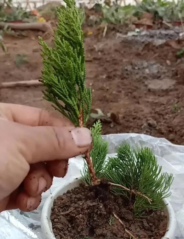 扦插苗盆景繁殖需要注意什么？扦插后如何养护成活率高？