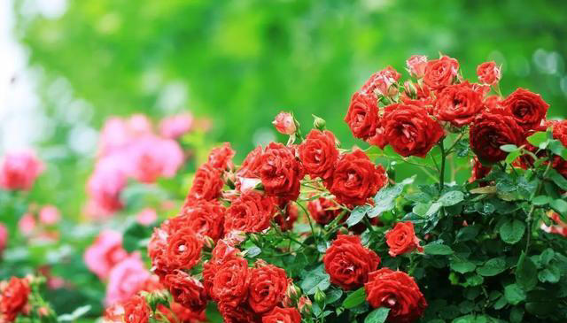 秋天赶紧给这5种花剪个枝，不然越养越“瘦”，来年不开花