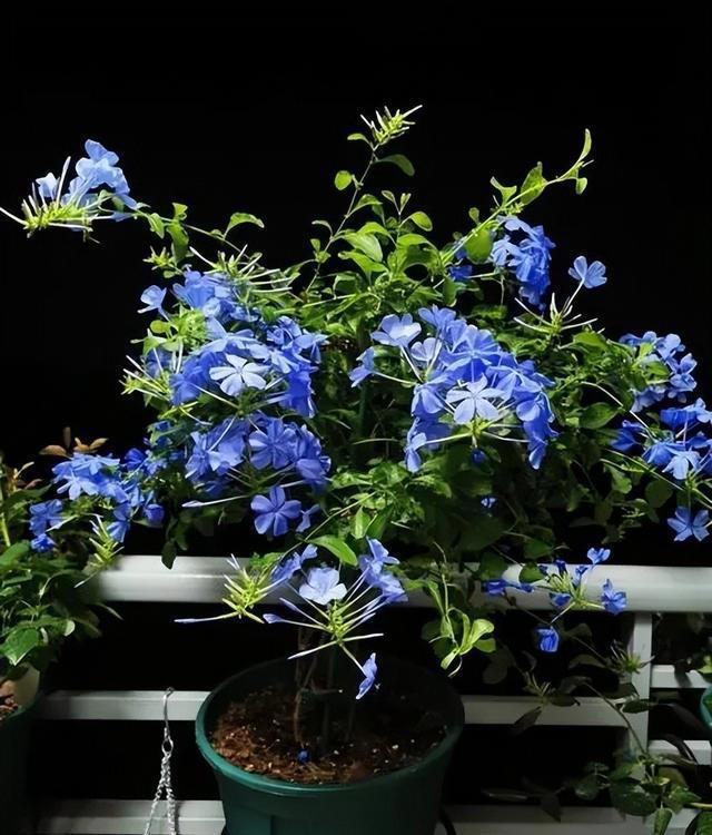 秋天赶紧给这5种花剪个枝，不然越养越“瘦”，来年不开花