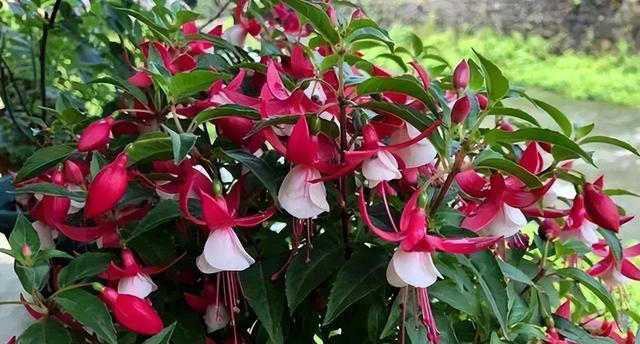 秋天赶紧给这5种花剪个枝，不然越养越“瘦”，来年不开花