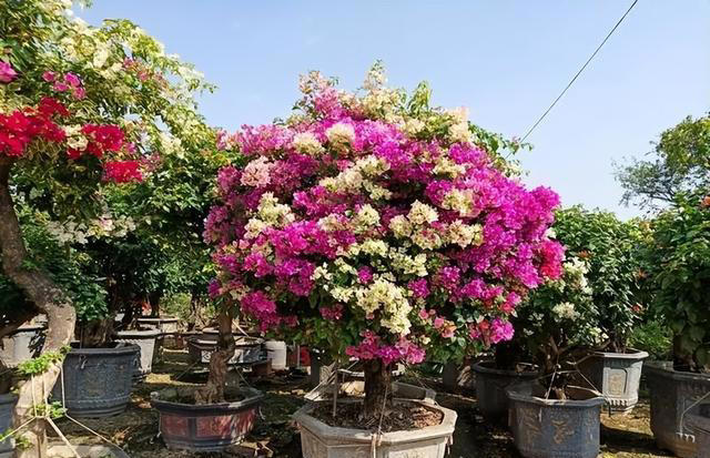 秋天赶紧给这5种花剪个枝，不然越养越“瘦”，来年不开花