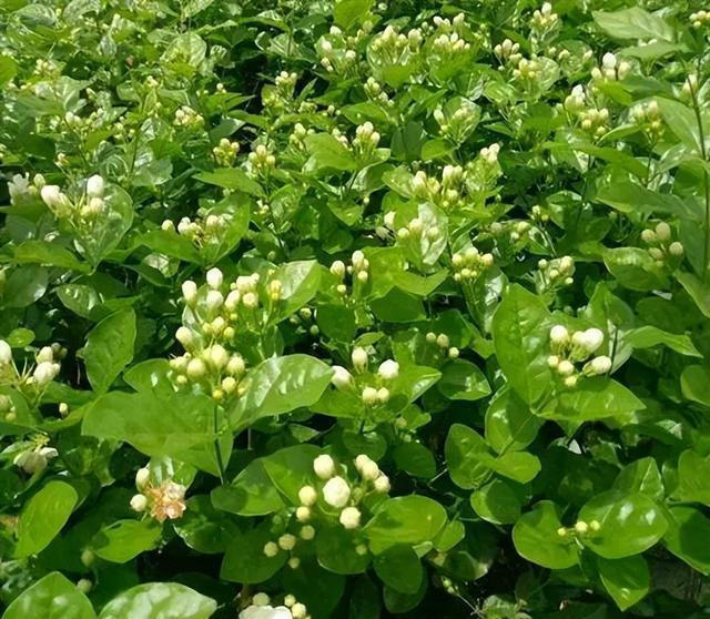 秋天赶紧给这5种花剪个枝，不然越养越“瘦”，来年不开花