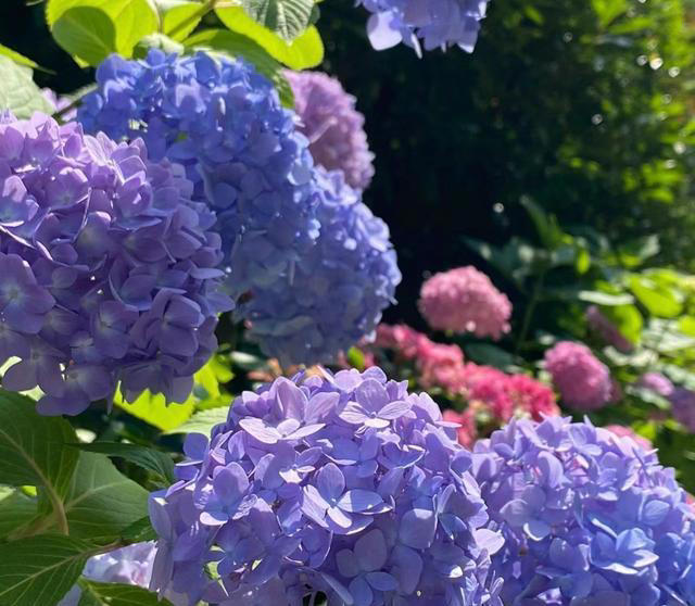 养花10年，分享我最喜欢的10种花，不光好养活，开花超漂亮