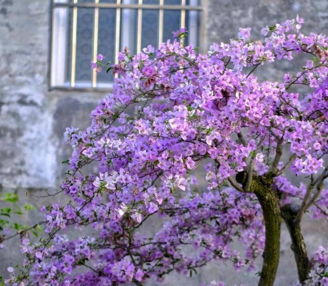 养花10年，分享我最喜欢的10种花，不光好养活，开花超漂亮