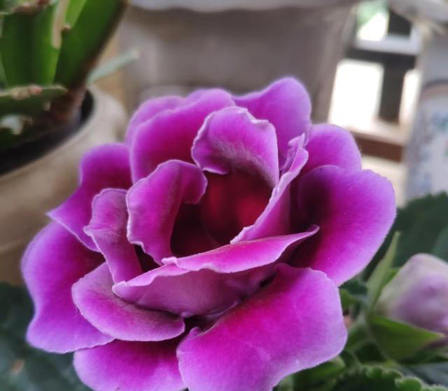 养花10年，分享我最喜欢的10种花，不光好养活，开花超漂亮