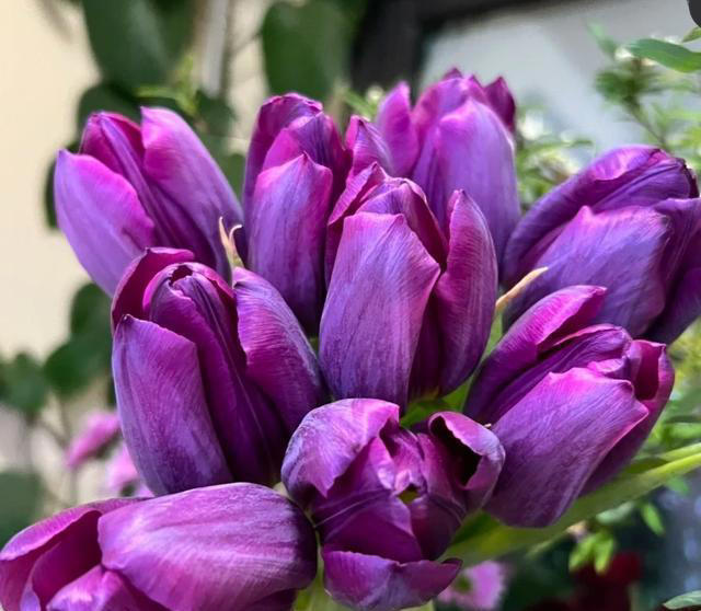 养花10年，分享我最喜欢的10种花，不光好养活，开花超漂亮